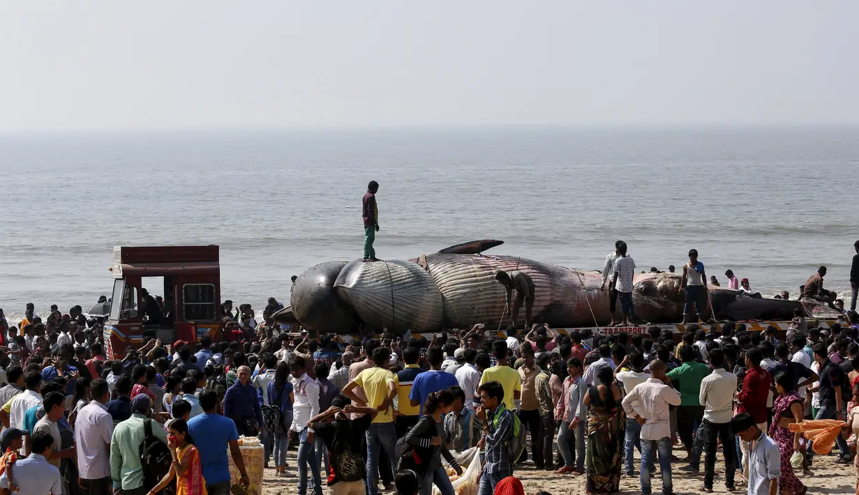 Sejumlah orang tampak memandangi bangkai ikan paus yang sedang dievakuasi, di pantai sepanjang Laut Arab di Mumbai , India, (29/1). (REUTERS / Danish Siddiqui)