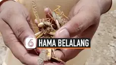 INDIA DISERANG HAMA BELALANG, JADI YANG TERBURUK DALAM 30 TAHUN