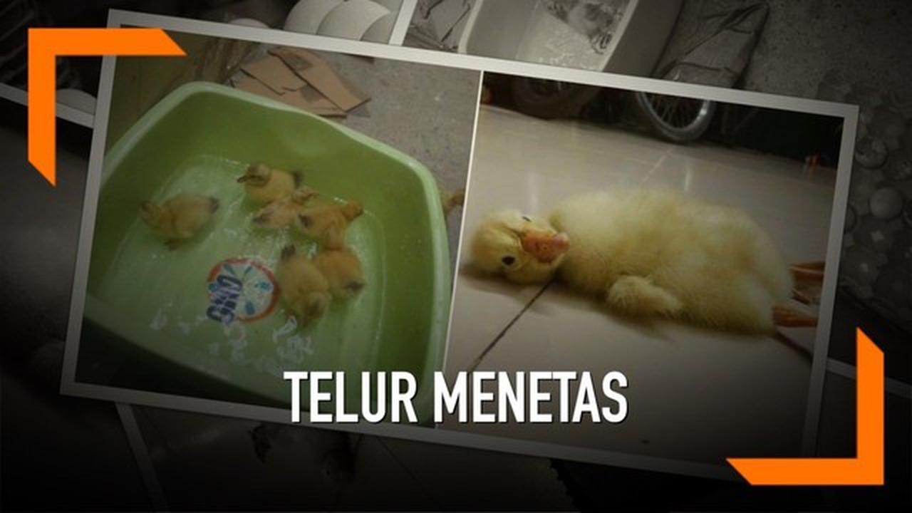 VIDEO: Niat Dimakan, 2 Lusin Telur Menetaskan Anak Bebek