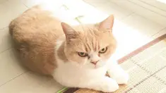 Masih ingat dengan kucing Tadar Sauce yang dijuluki The Grumpy Cat? Kucing lucu itu kini punya saingan bernama Koyuki. (instagram.com/marugaodesuyo)