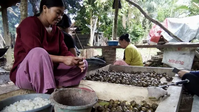 Buah Beluluk Jambi