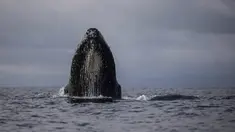 Paus bungkuk muncul ke permukaan di perairan Bahía Solano, Kolombia, Selasa, 29 Agustus 2023. (AP Photo/Ivan Valencia)