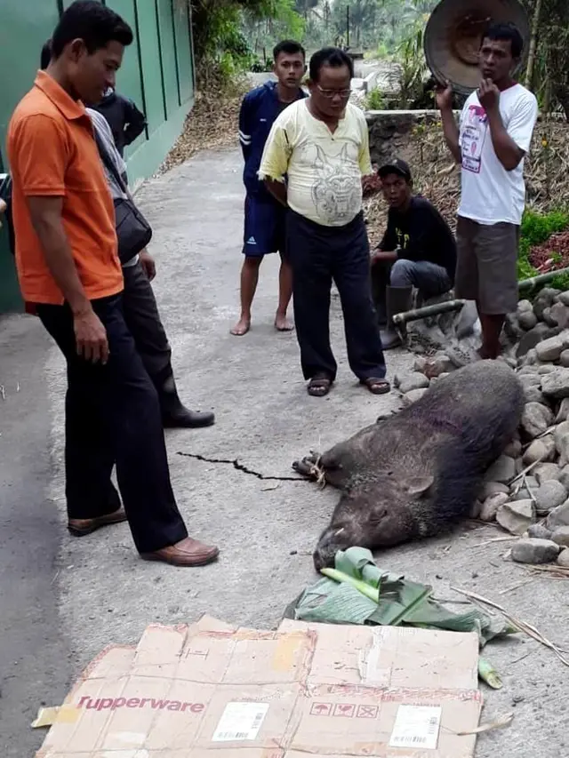 Warga Grantung, Karangmoncol, Purbalingga berhasil menangkap dua ekor celeng atau babi hutan dalam perburuan, Minggu, 8 September 2019. (Foto: Liputan6.com/Kominfo PBG/Muhamad Ridlo)