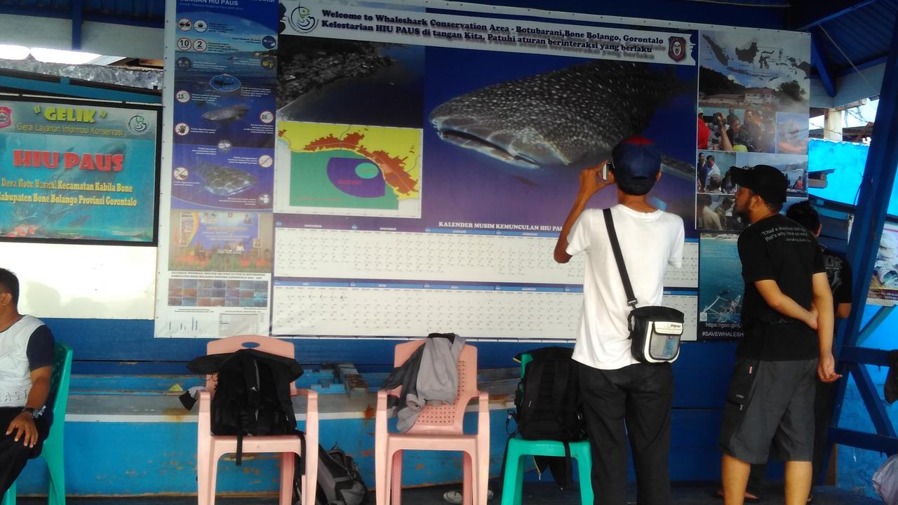 2 Ekor Hiu Paus Terlihat Lagi di Gorontalo, Warga Tebar Udang