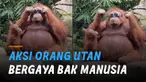 Nampak orang utan menyukai kacamata milik pengunjung yang terjatuh tersebut.