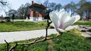 Bunga magnolia terlihat di Beijing Garden di dekat Danau Burley Griffin, Canberra, Australia (7/9/2020). Canberra, ibu kota Australia, memasuki musim semi pada September. (Xinhua/Chu Chen)