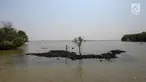 Pohon berdiri di atas lahan yang terendam abrasi di Desa Pantai Mekar, Kecamatan Muara Gembong, Bekasi, Kamis (20/6/2019). Puluhan rumah warga di Kampung Muarajaya RT01/RW01 Desa Pantai Mekar hilang tersapu air saat terjadi abrasi selama 10 tahun. (Liputan6.com/Fery Pradolo)