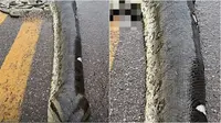 Tragedi Anaconda Hamil Mati Terlindas, 40 Bayinya yang Belum Lahir Tersebar di Jalan
