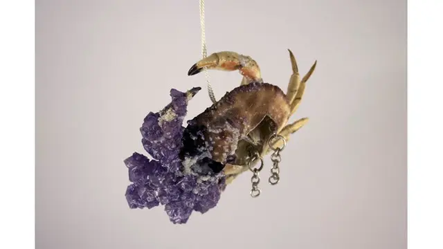 Manfaatkan Cangkang Kepiting Jadi Perhiasan, 7 Hasilnya Mengagumkan