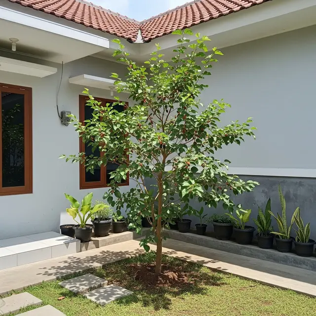 13 Pohon Buah Mini untuk Rumah Tipe 36 Tinggi di Bawah 2 Meter, Bikin Hunian Asri
