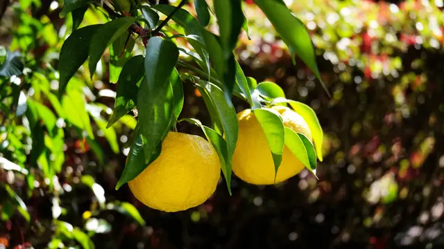 Kenalan Sama Uniknya Buah Yuzu, Superfruit Yang Memiliki Vitamin C 3x Lebih Banyak Dari Buah Lemon Lainnya