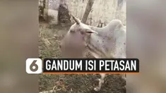 RAHANG SAPI HANCUR USAI DIBERI MAKAN GANDUM BERISI PETASAN