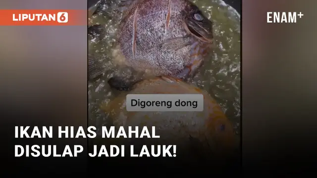 VIDEO: Bikin Suami Asyik Sendiri, Wanita Ini Goreng Ikan Hias Jutaan Rupiah