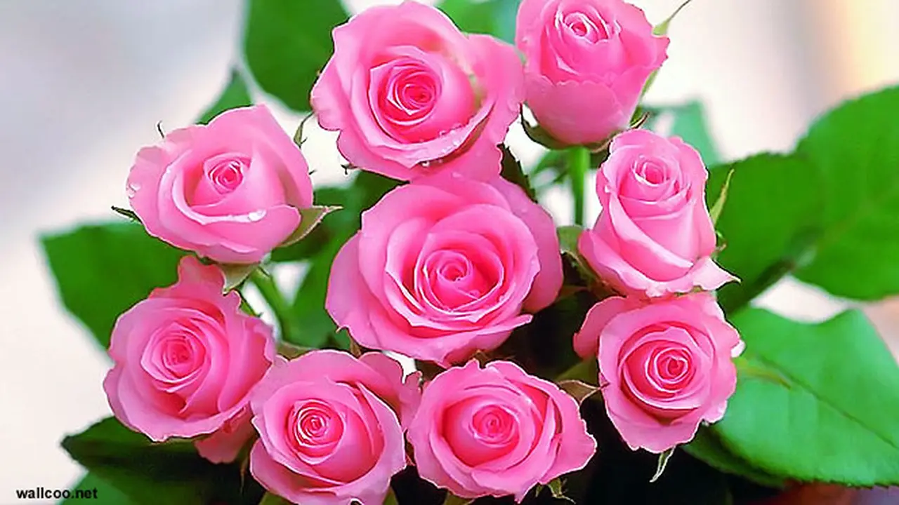 mawar_valentine_130214.jpg
