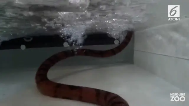 Sebuah kebun binatang di Australia menciptakan arena olahraga khusus untuk reptil. Arena tersebut berupa bak mandi agar reptil berenang untuk mencegah obesitas.