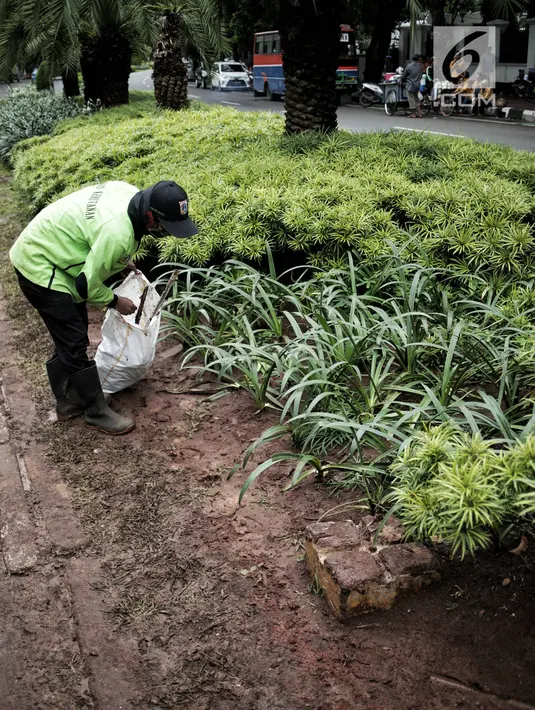 Petugas pertamanan membersihkan tanaman dan rumput yang rusak usai unjuk rasa massa Partai Hanura di depan Gedung KPU, Jakarta, Senin (21/1). Tanaman dan rumput di sekitar Gedung KPU rusak akibat terinjak-injak pengunjuk rasa. (Liputan6.com/Faizal Fanani)