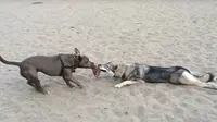 Aksi Menggemaskan 2 Anjing Berebut Mainan