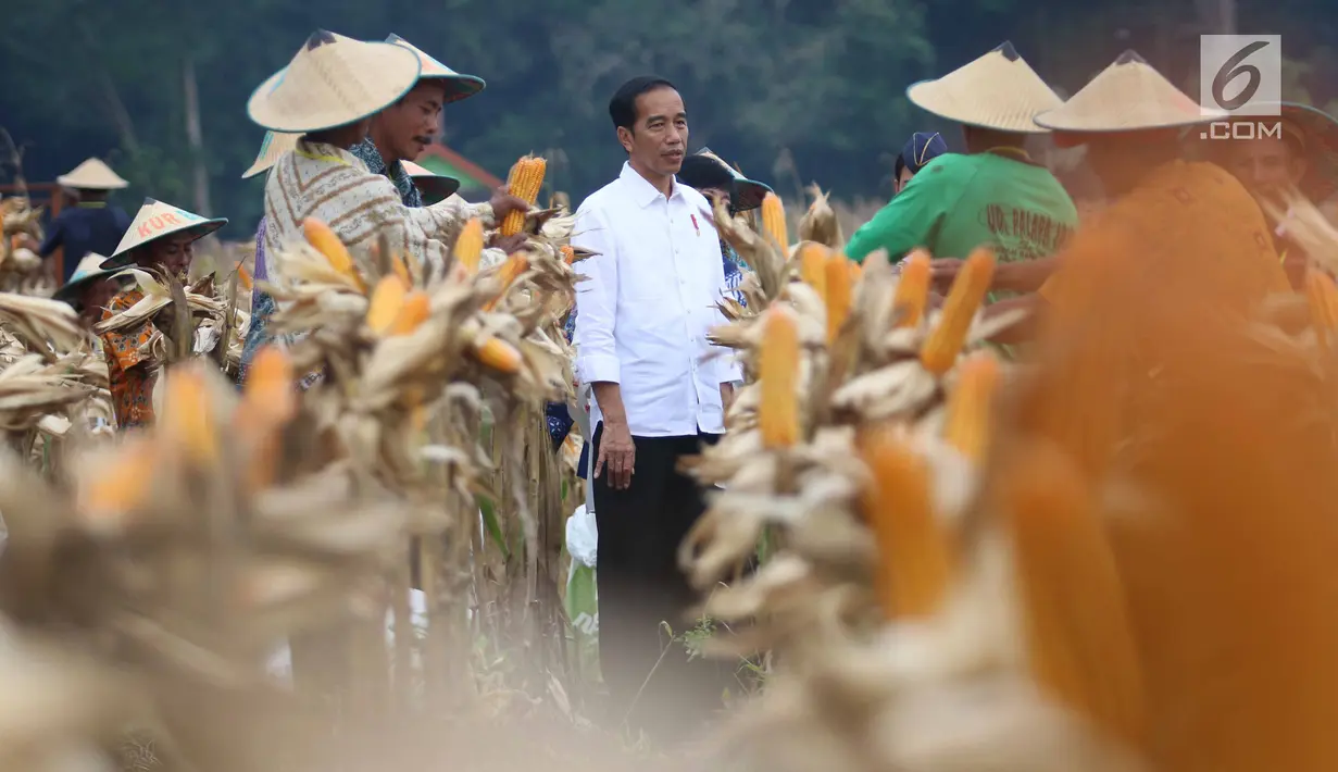 Presiden Joko Widodo (Jokowi) memanen jagung bersama petani saat panen raya jagung di Perhutanan Sosial, Ngimbang, Tuban, Jawa Timur, Jumat (9/3). Jokowi didampingi Ibu Negara Iriana, serta sejumlah menteri Kabinet Kerja. (Liputan6.com/Angga Yuniar)