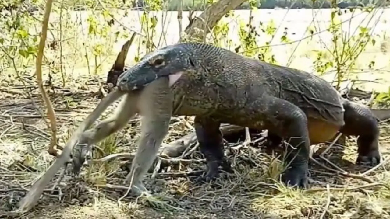 Viral, Video Komodo Memangsa Monyet dalam Keadaan Utuh