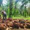 Petani sawit di Riau memanen dan menimbang buah untuk dijual ke pabrik. (Liputan6.com/M Syukur)