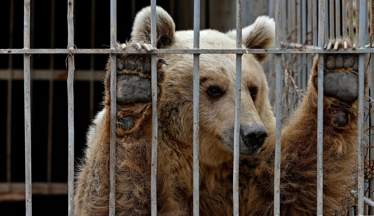 Seekor beruang dievakuasi dari kebun binatang Muntazah al-Nour di Mosul, Irak, Selasa (28/3). Sebagian besar hewan di kebun binatang Muntazah al-Nour terbunuh atau meninggal karena kelaparan akibat perang. (AFP PHOTO / AHMAD GHARABLI)