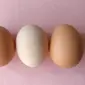 Ilustrasi telur rebus (dok.unsplash/ Maria Ionova)