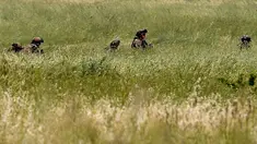 Sejumlah tentara Italia berjalan di rerumputan saat mengambil bagian dalam latihan militer di sebuah kamp pelatihan di Tarquinia, dekat Roma, (21/5).  (AFP Photo/Tiziana Fabi)