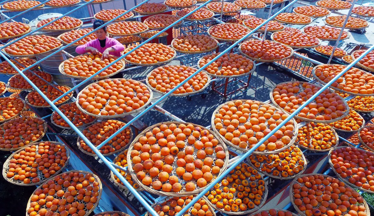 Seorang warga berdiri di antara buah kesemek yang sedang dijemur di atap rumahnya di Desa Anxi, Fujian, selatan China, 13 Desember 2016. Warga memanfaatkan atap rumah mereka untuk mengeringkan kesemek yang akan dijadikan manisan. (REUTERS/Stringer)