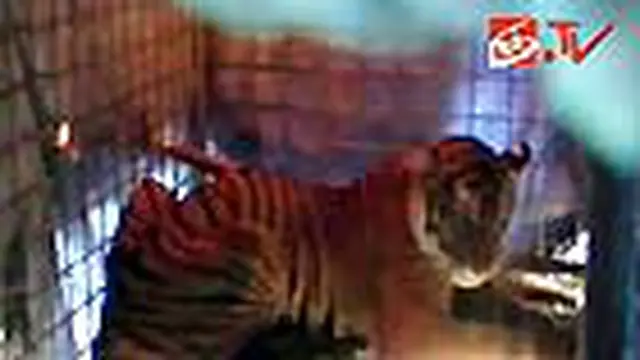 Seekor Harimau Sumatra Ditangkap
