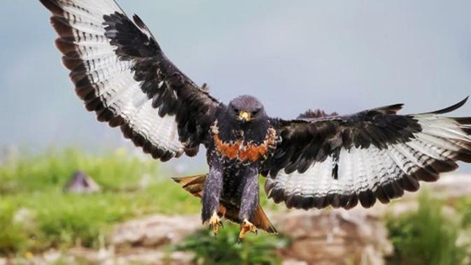 8 Filosofi Burung Elang Yang Bisa Kamu Jadikan Pedoman Hidup