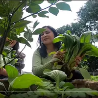 Kebun sayur Prilly Latuconsina (Youtube/ Prilly Latuconsina)