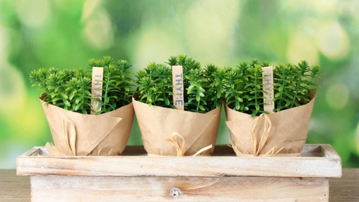 Cara Menanam Thyme di Pot Kecil untuk Dapur: Panduan Lengkap Bumbu Siap Petik