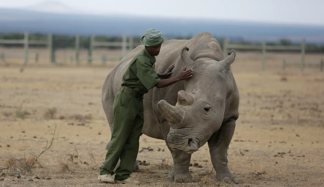 Zachariah Mutai mengelus badak putih betina terakhir di dunia yang sedang merumput di Ol Pejeta Conservancy, Laikipia, Kenya, Jumat (2/3). Lokasi tersebut merupakan tempat pengamatan tiga badak putih terakhir di dunia. (AP Photo/Sunday Alamba)
