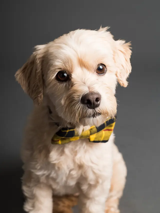 Arti Mimpi Melihat Anjing yang Menggambarkan Peluang Positif