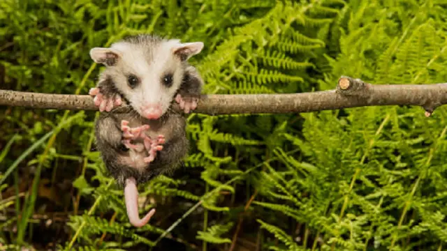 Ilustrasi possum (iStock)