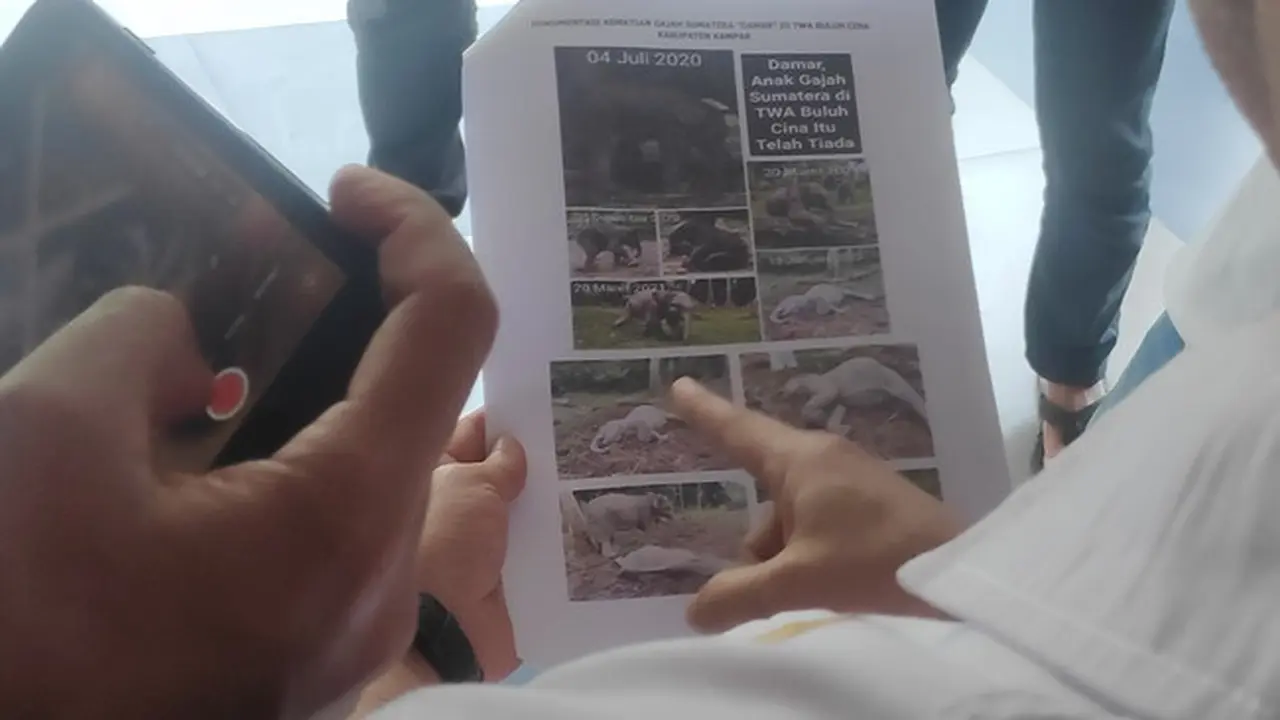 Kepala BBKSDA Riau memperlihatkan foto-foto anak gajah Damar saat masih hidup.