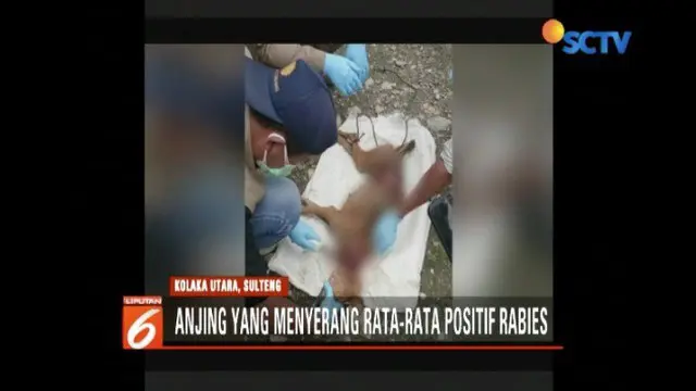Serangan anjing gila masih terus mengancam warga di Kolaka Utara, Sulawesi Tenggara. Bahkan, dipastikan  anjing liar yang banyak berkeliaran positif mengidap rabies.