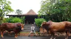 Irfan Hakim dari tahun ke tahun selalu konsisten berkuban di Iduladha. Lebaran kurban tahun ini juga begitu dengan ada 2 sapi yang ia kurbankan. Satu sapi kurban miliknya bernama Wariso dan satu sapi yang lain bernama Golden Irfan persembahkan untuk eyang mama. (Liputan6.com/IG/irfanhakim75)