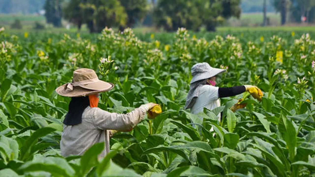 kebun tembakau. shutterstock
