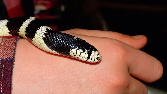 Lampropeltis getula
