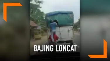 Aksi bajing loncat membobol truk bermuatan sembako berhasil direkam seorang pengendara mobil. Insiden ini terjadi pada siang hari di Kelurahan Kebun Lada, Kecamatan Hinai, Langkat, Sumatera Utara.