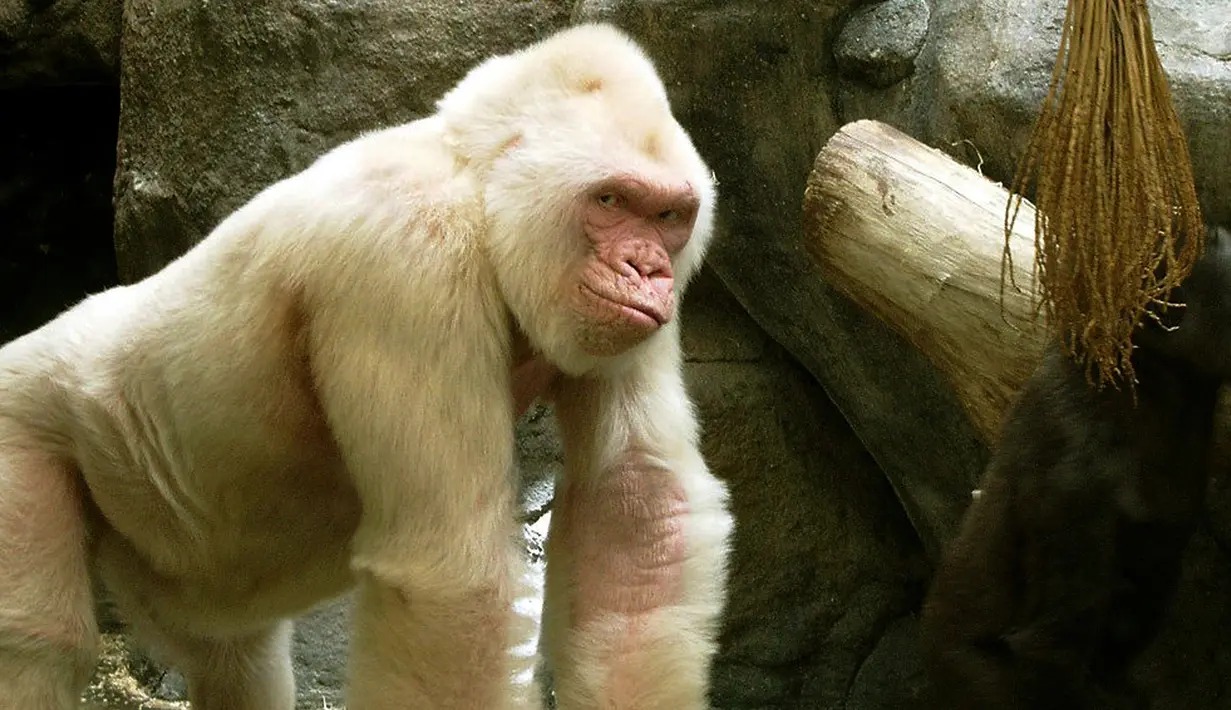 Gorilla merupakan hewan yang terkenal akan kekuatannya, dan kepintarannya. Gorilla albino sangat langka di dunia. Gorilla ini memiliki umur di antara 38 - 40 tahun yang merupakan umur paling tinggi di antara gorilla pada umumnya. (matome.naver.jp)