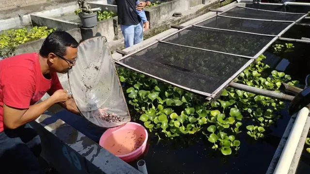 Budidaya Ikan Cupang