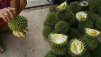 Durian Kertongan yang berduri lebih panjang dan tajam. (Liputan6.com/ Abdul Jalil)