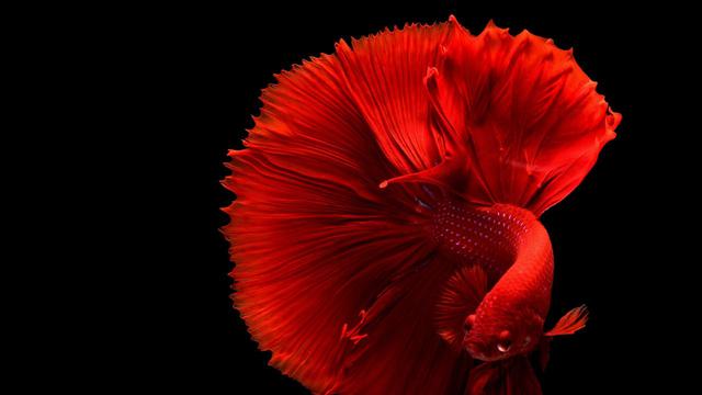 Betta Fish