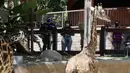 Para pengunjung mengenakan masker melihat jerapah di Kebun Binatang Los Angeles, Amerika Serikat (AS), pada 26 Agustus 2020. Kebun binatang tersebut dibuka kembali untuk umum dengan menerapkan langkah-langkah pencegahan kesehatan setelah ditutup selama 166 hari akibat pandemi COVID-19. (Xinhua)
