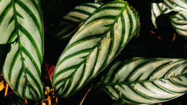 Tanaman Hias dengan Warna Daun Dua Tone