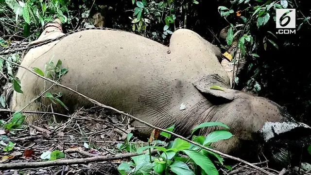 Seekor gajah jantan ditemukan mati diracun di sebuah area konservasi. Gajah ditemukan mati dengan satu gading hilang.