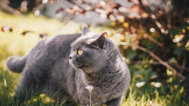 Kucing Bulu Pendek British : 83 Jenis Baka Kucing (Bulu Pendek) yang