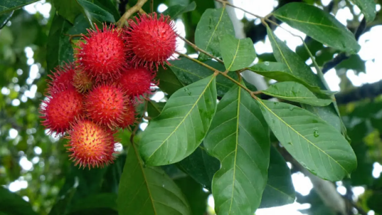 3 Khasiat Rambutan untuk Kecantikan